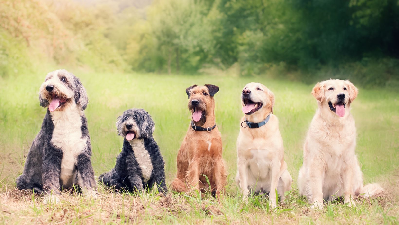 herbal remedies for dogs